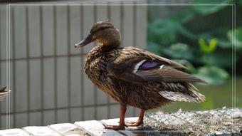 毳老鸭在线视频,揭秘传统鸭肉烹饪技艺与养生之道